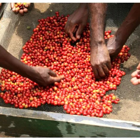 Uganda Bukonzo Single Origin Coffee Beans 250g