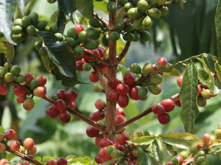 Uganda Bujuku Valley Single Origin Coffee Beans 250g