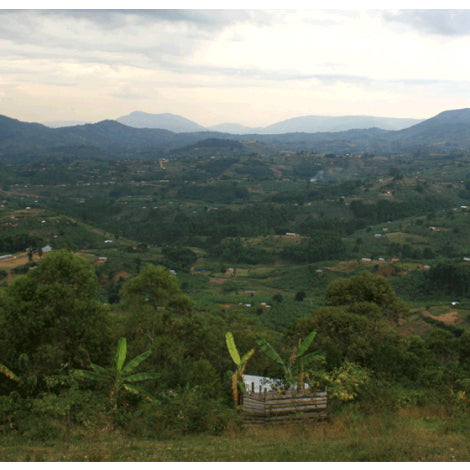 Uganda Bujuku Valley Single Origin Coffee Beans 250g