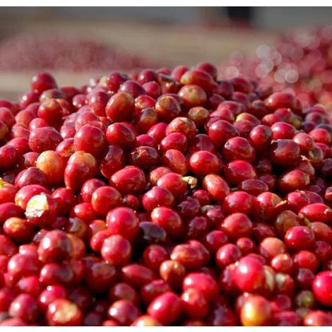 Uganda Bujuku Valley Single Origin Coffee Beans 250g