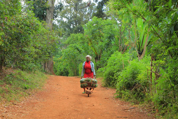 Ethiopia - Gedeb Lalesa Single Origin Coffee Beans