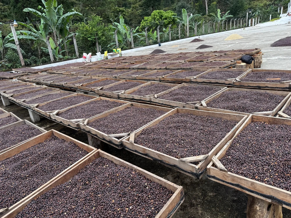 Guatemala La Bolsa Single Origin Coffee Beans 250g