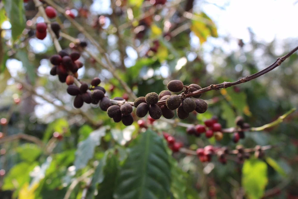 Guatemala La Bolsa Single Origin Coffee Beans 250g