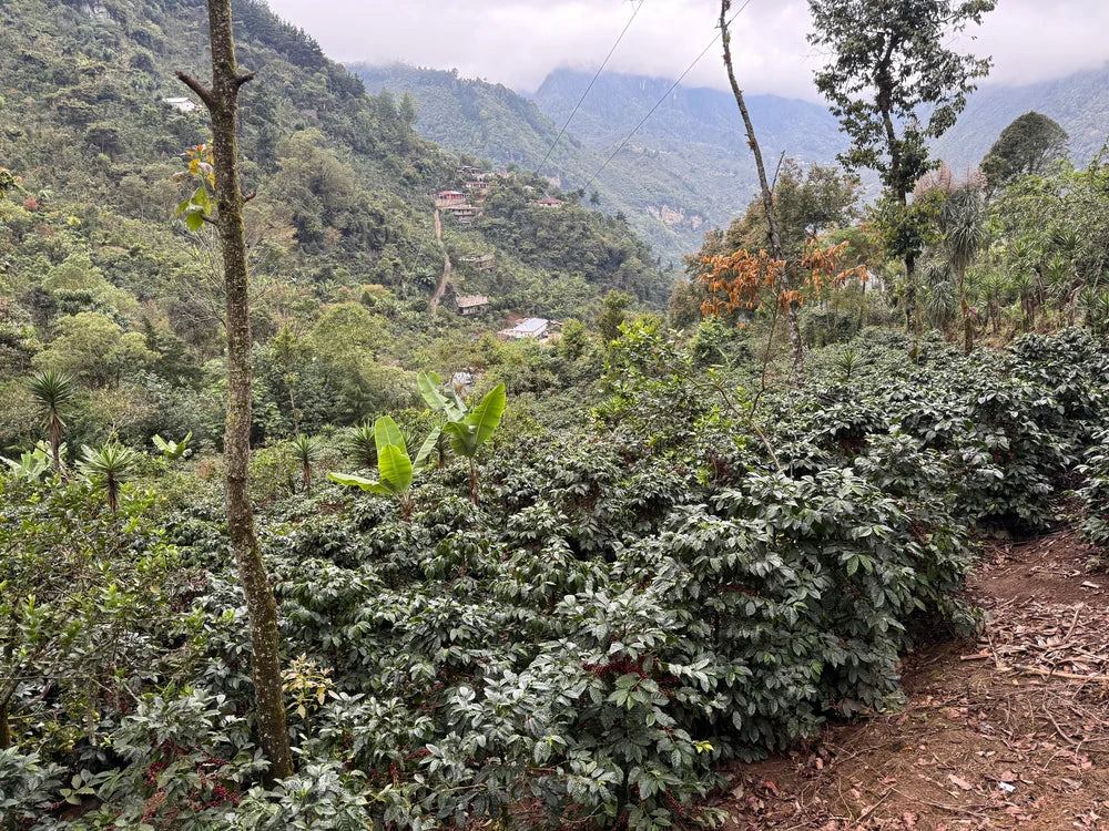 Guatemala La Bolsa Single Origin Coffee Beans 250g