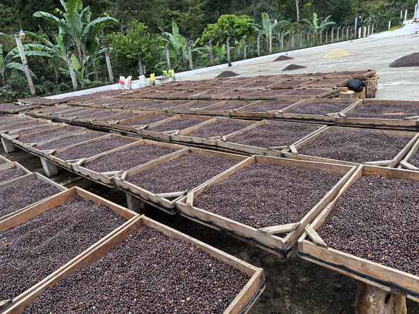 Festive Roast - Guatemala La Bolsa Single Origin Coffee Beans