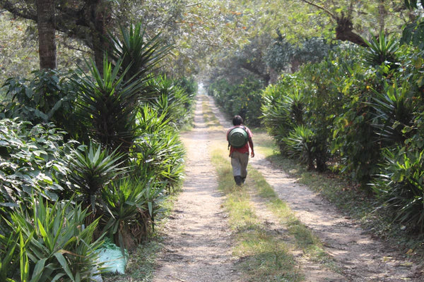Festive Roast - Guatemala La Bolsa Single Origin Coffee Beans