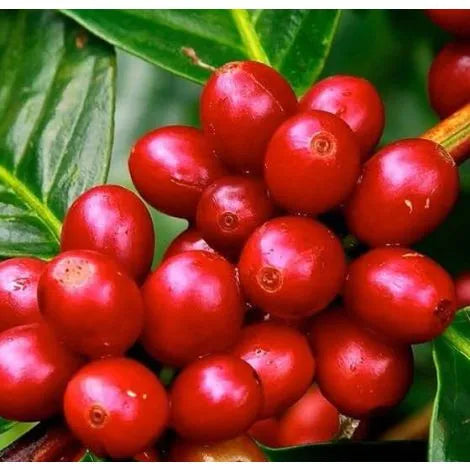 Bealach Na Bà Blend - Single Origin Coffee Beans 250g