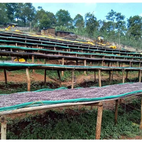 Ethiopia Koke Shalaye Single Origin Coffee Beans 250g