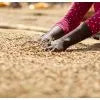 Ethiopia Koke Shalaye Single Origin Coffee Beans 250g