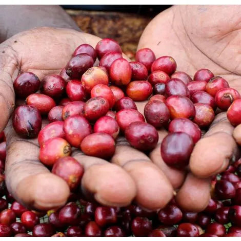 Uganda Bukonzo Single Origin Coffee Beans 250g